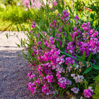 Everlasting Pea Blumensamen zur Aussaat lang Blüte Saison Traditionssorte & ohne Gentechnik Samen Hausgarten