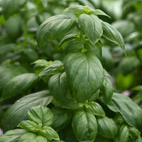 Everleaf Emerald Towers Basil Samen upright columnar variety