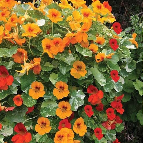Gemischt Kapuzinerkresse Blumensamen zur Aussaat duftend Blüten Traditionssorte & ohne Gentechnik Samen Hausgarten