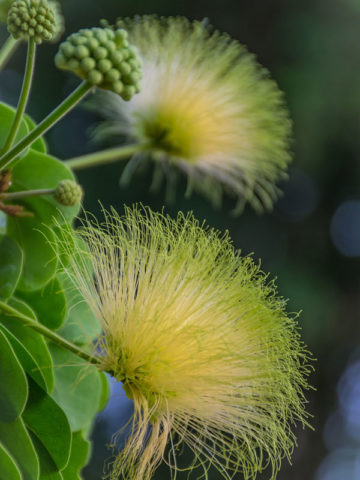 Exotic albizia grün variety pflanze in garten