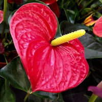 Exotic anthurium blume samen for anpflanzung