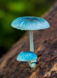 Fresh harvest of sky blue pilze