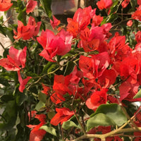 Exotic bougainvillea blume samen for anpflanzung