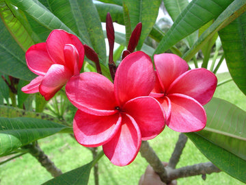 Exotic frangipani pflanze samen – non-gmo tropical blume samen