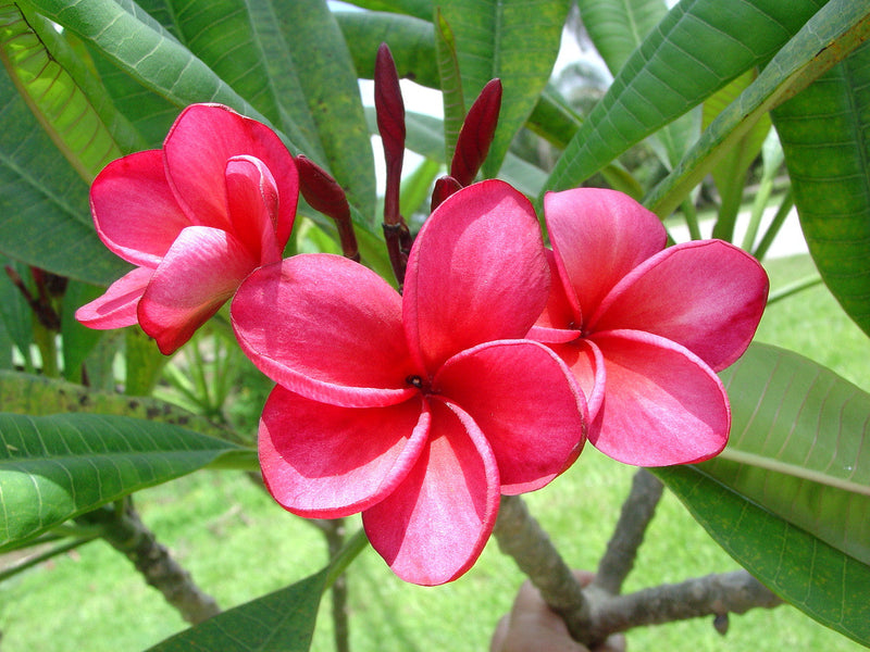 Exotic frangipani pflanze samen – non-gmo tropical blume samen