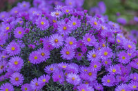 Bold lila aster blumen for garten displays

