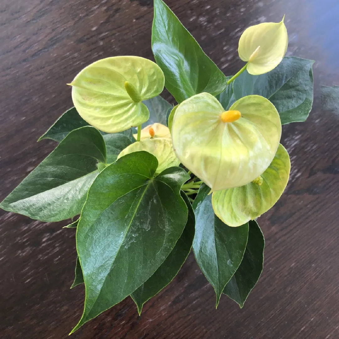 Exotic grün anthurium blooms for garten decoration