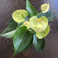 Exotic grün anthurium blooms for garten decoration