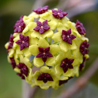 Exotic hoya blume samen for anpflanzung