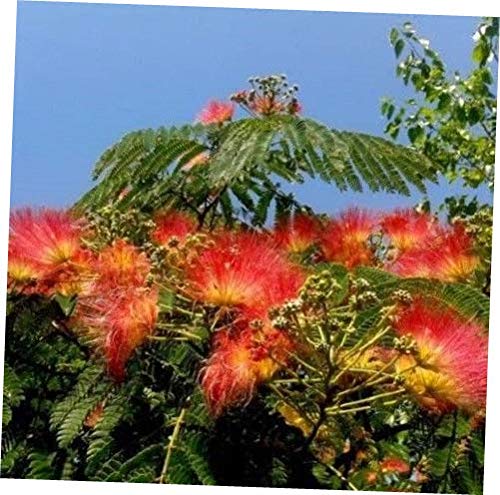 Exotic orange albizia tree samen for garten anpflanzung