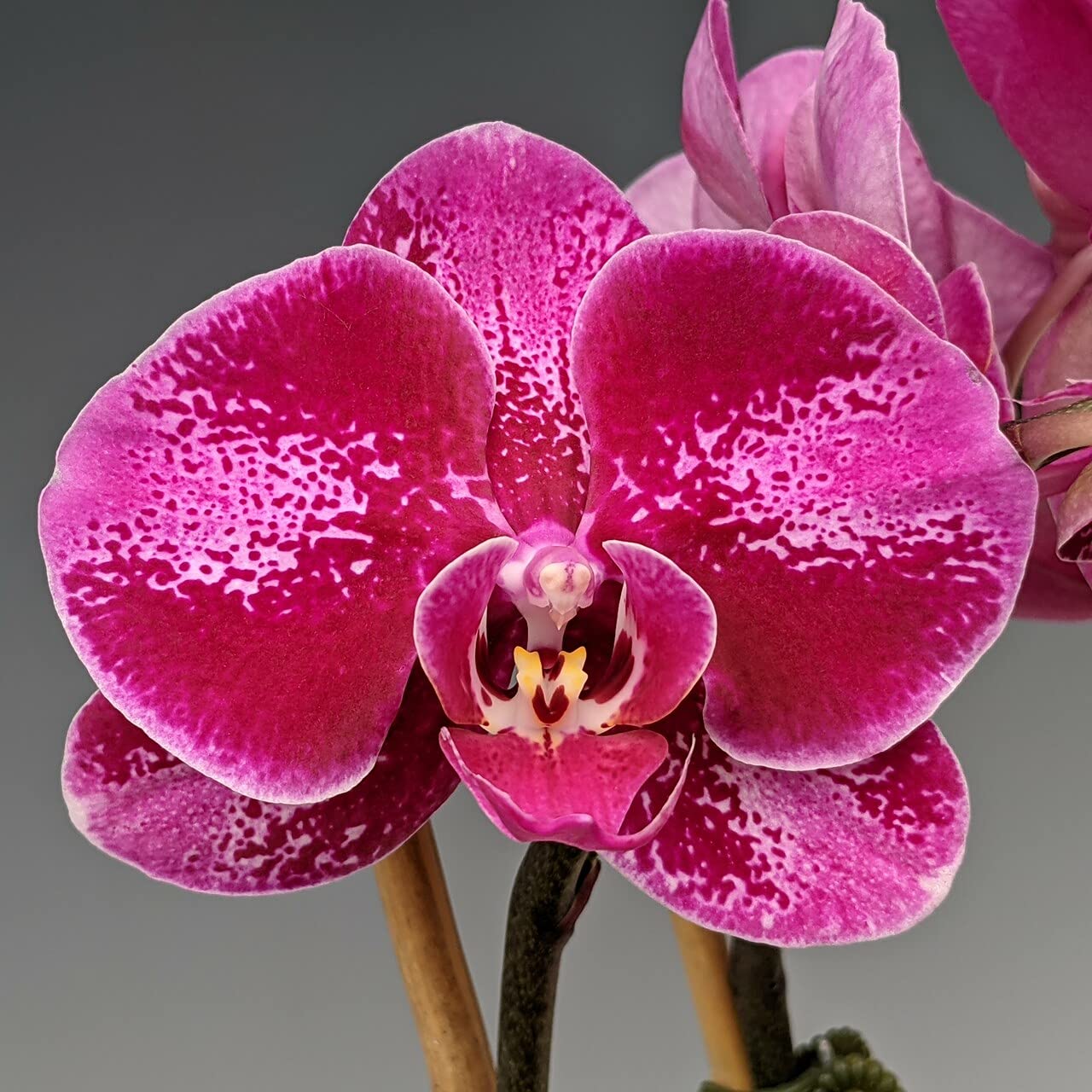 Exotic dark rosa phalaenopsis orchid in bloom