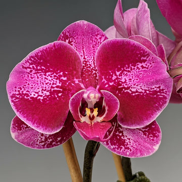 Exotic dark rosa phalaenopsis orchid in bloom