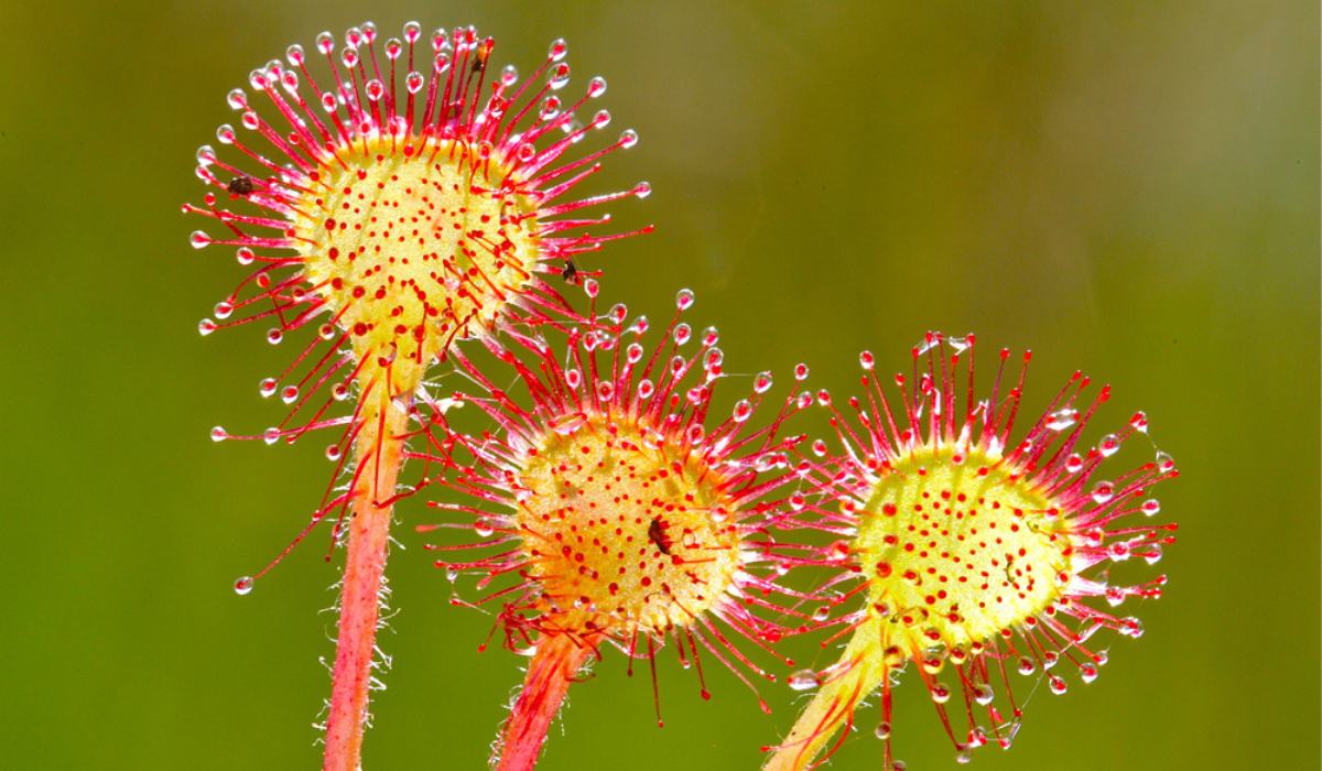 Exotic rot and gelb sundew pflanzen