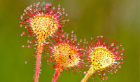 Exotic Red and Yellow Sundew Pflanzen