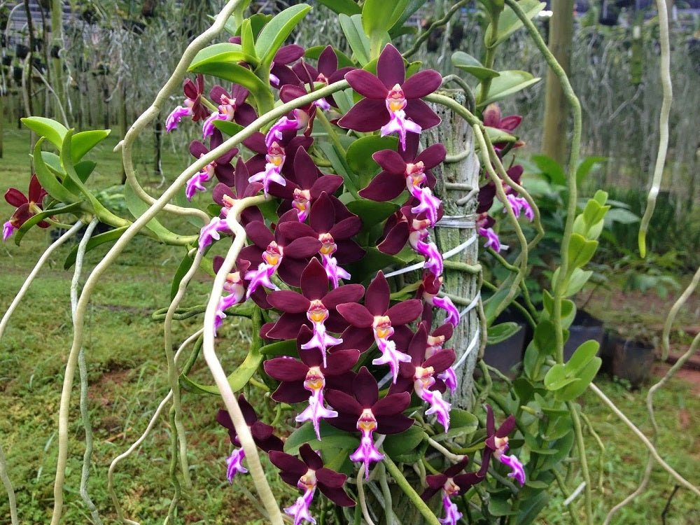 Exotic trichoglottis orchid blooms