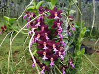 Exotic trichoglottis orchid blooms