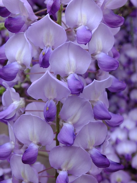 Exotic violet acacia blooms for garten decoration