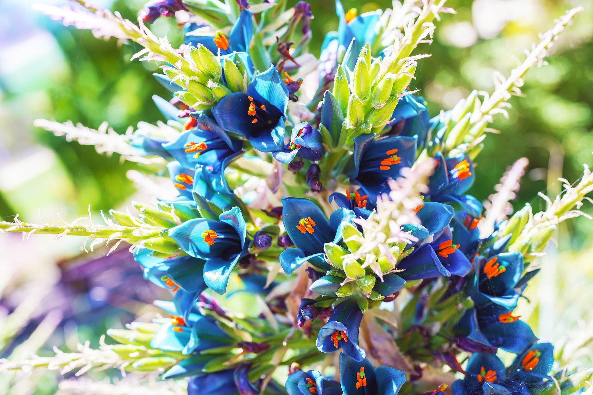 Exotic violet sapphire tower pflanze samen – tall flowering variety