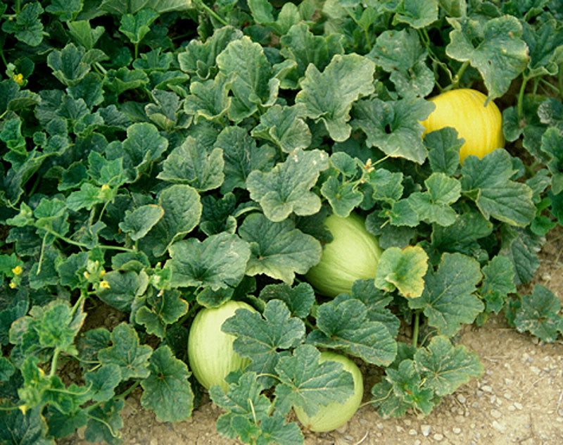 Cucumis melon Samen für einfaches Anpflanzen