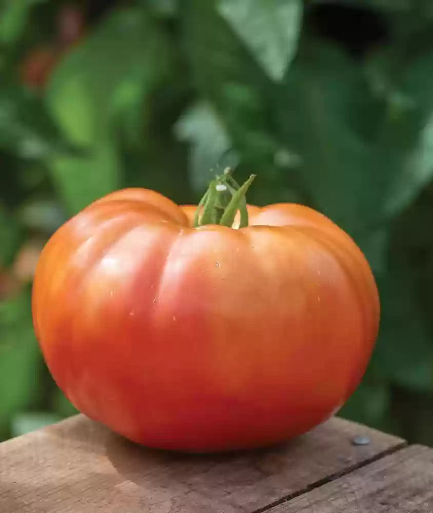 Extra große red tomato harvest