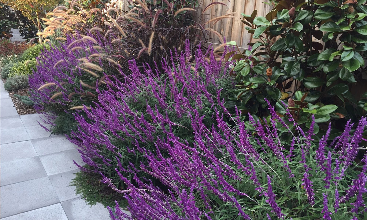Lavender barbara blume samen for anpflanzung - colorful display, heirloom & gmo free samen for home garten
 
 sale samen for anpflanzung in home garten