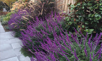 Lavender barbara blume samen for anpflanzung - colorful display, heirloom & gmo free samen for home garten
 
 sale samen for anpflanzung in home garten