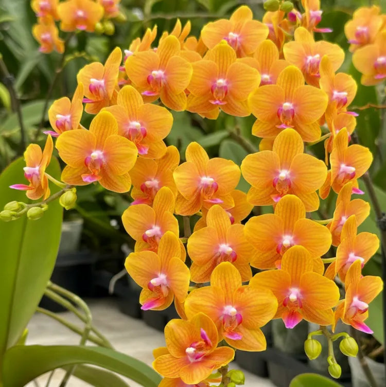 Orange Mini Orchidee Blumensamen zur Aussaat – saisonal Dauerblüher – Traditionssorte & ohne Gentechnik Samen Hausgarten