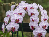 Rosa Weiß Schmetterlingsorchidee Orchidee Blumensamen zur Aussaat – Landhaus Garten wichtig – Traditionssorte & ohne Gentechnik Samen Hausgarten