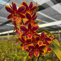 Braun Dendrobium Blumensamen zur Aussaat Halbschatten verträglich Traditionssorte & ohne Gentechnik Samen Hausgarten