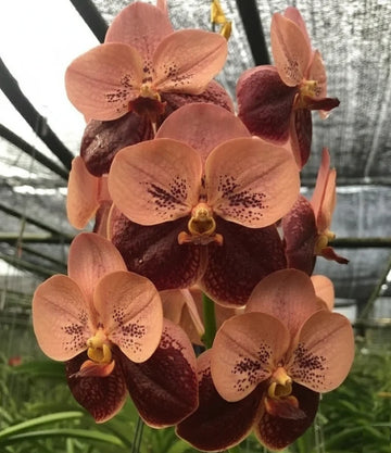 Braune Orchidee Blumensamen zur Aussaat