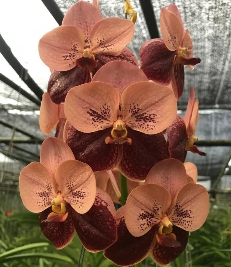 Braune Orchidee Blumensamen zur Aussaat