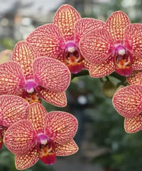 Schmetterlingsorchidee Orchidee Blumensamen zur Aussaat hochwertige Qualitäts- Traditionssorte & ohne Gentechnik Samen Hausgarten