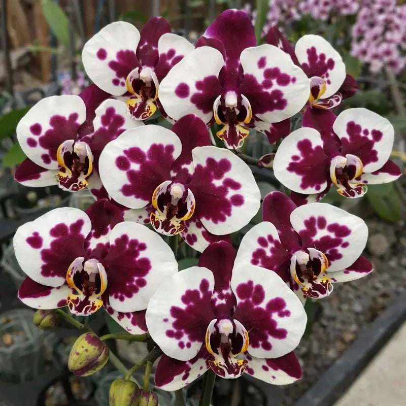Weiß Lila Schmetterlingsorchidee Orchidee Blumensamen zur Aussaat – leuchtend Blüten – Traditionssorte & ohne Gentechnik Samen Hausgarten