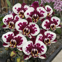 Weiß Lila Schmetterlingsorchidee Orchidee Blumensamen zur Aussaat – leuchtend Blüten – Traditionssorte & ohne Gentechnik Samen Hausgarten