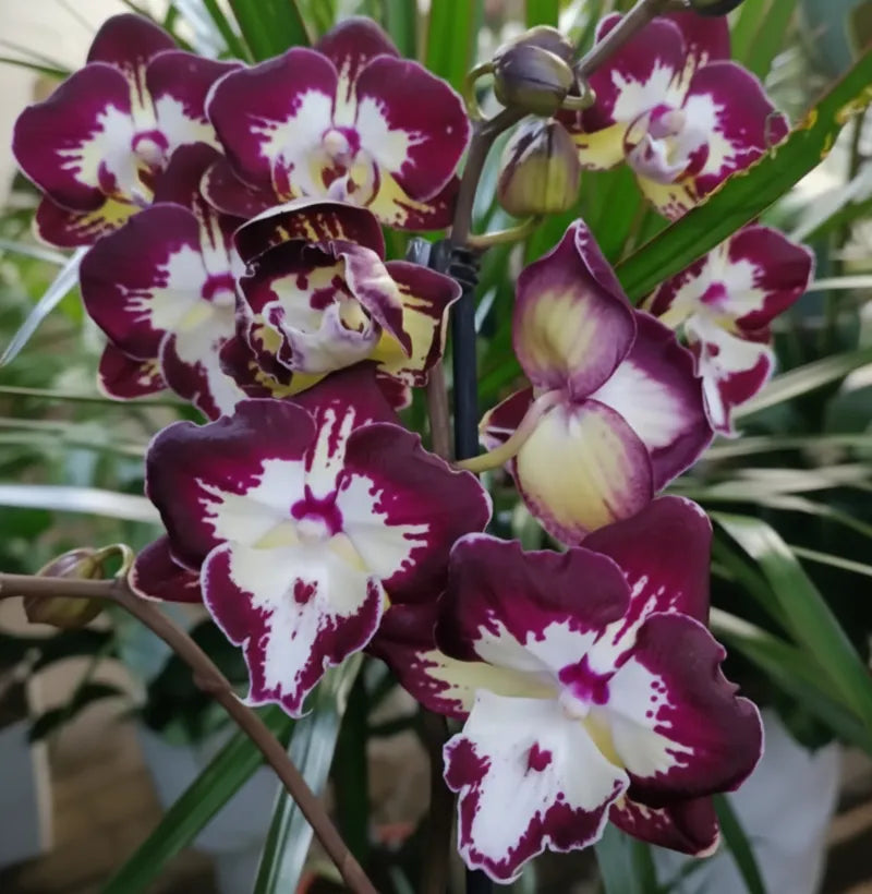 Kastanienrot Weiß Schmetterlingsorchidee Orchidee Blumensamen zur Aussaat – Landhaus Garten wichtig – Traditionssorte & ohne Gentechnik Samen Hausgarten