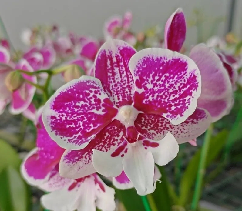 Grün Cattleya Blume Samen zur Aussaat leuchtend Blüten