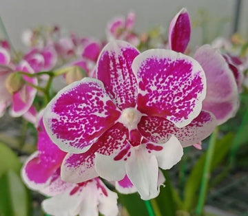 Grün Cattleya Blume Samen zur Aussaat leuchtend Blüten