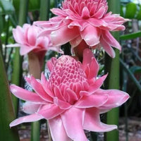 Rosa Torch Ginger Blumensamen zur Aussaat – Bestäuber freundlich – Traditionssorte & ohne Gentechnik Samen Hausgarten