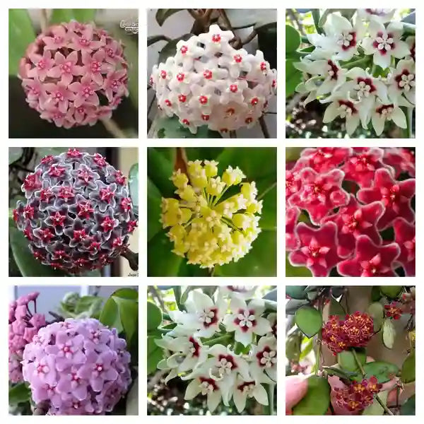 mehrfarbig Hoya Blumensamen zur Aussaat Halbschatten verträglich Traditionssorte & ohne Gentechnik Samen Hausgarten