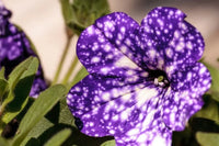 dunkel Violett Starry Petunie Samen Frühling Aussaat
