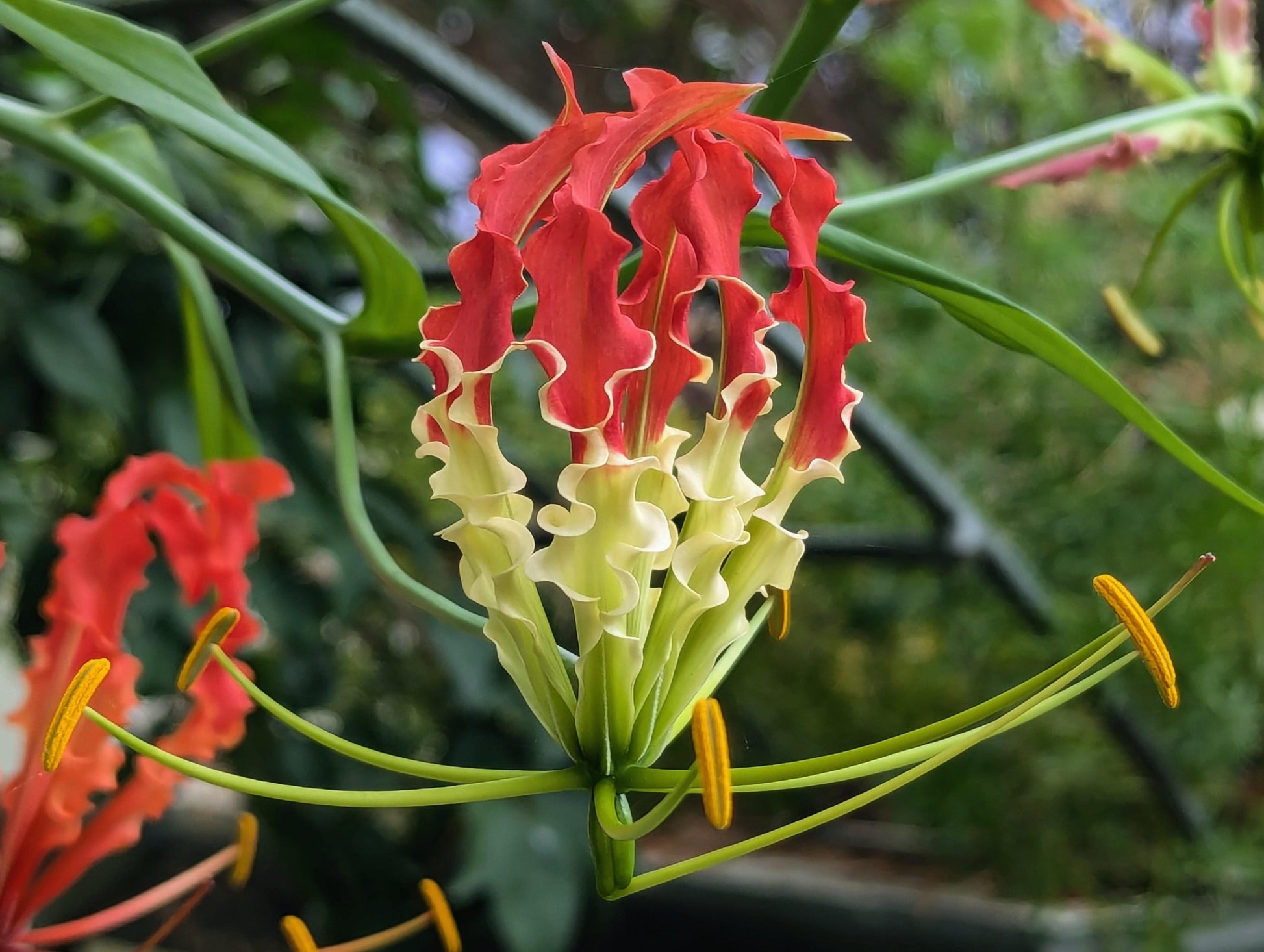 Flamme Lilien Blumensamen zur Aussaat – kompakt Wuchs – Traditionssorte & ohne Gentechnik Samen Hausgarten