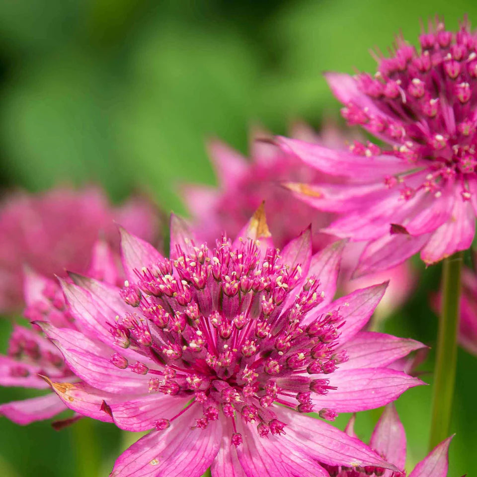 Astrantia Pincushion Blumensamen zur Aussaat ideal Rabatten Traditionssorte & ohne Gentechnik Samen Hausgarten