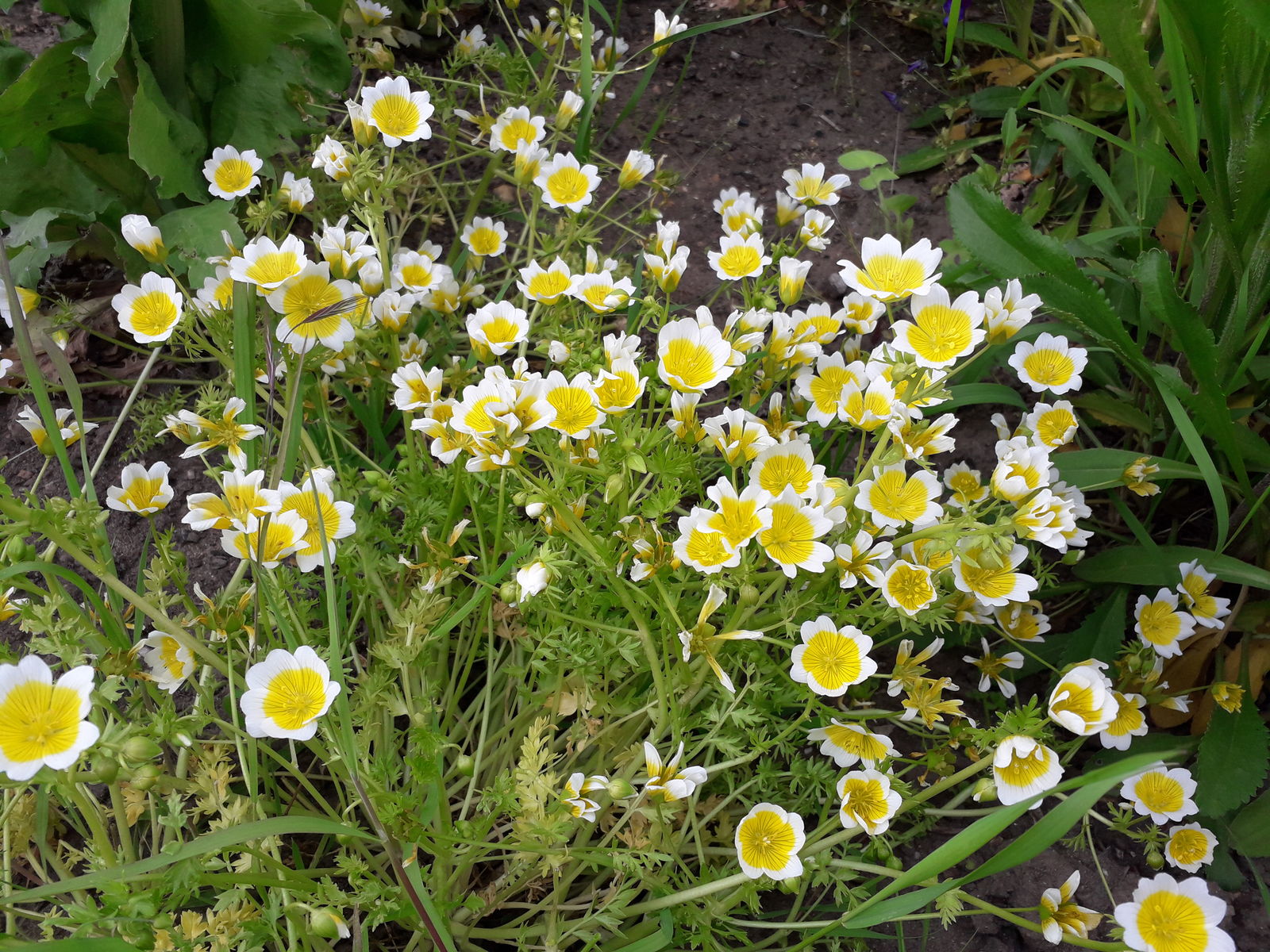 Traditionssorte Limnanthes Douglasii Blumensamen zur Aussaat Garten beliebt Traditionssorte & ohne Gentechnik Samen Hausgarten