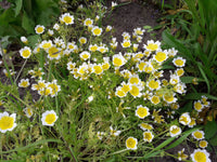 Traditionssorte Limnanthes Douglasii Blumensamen zur Aussaat Garten beliebt Traditionssorte & ohne Gentechnik Samen Hausgarten
