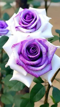 Rose Samen zur Aussaat Create a Rose Garten