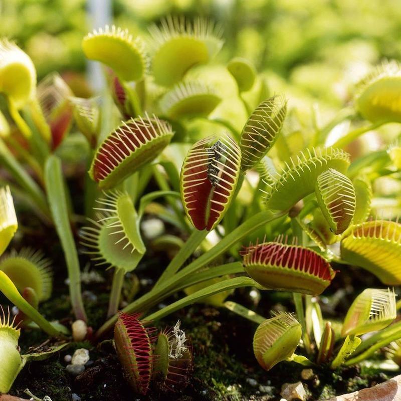 Sonnentau Clip Venus Flytrap Samen zur Aussaat Hausgarten Blume Beet