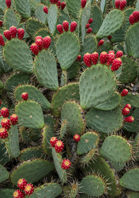 Prickly Pear Cactus Plant  Samen für einfaches Anpflanzen