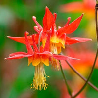 Rot Akelei Canadensis Blumensamen ideal Frühling Aussaat