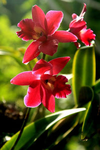 Rot Schmetterling Orchidee Blumensamen zur Aussaat – leuchtend Blüten – Traditionssorte & ohne Gentechnik Samen Hausgarten