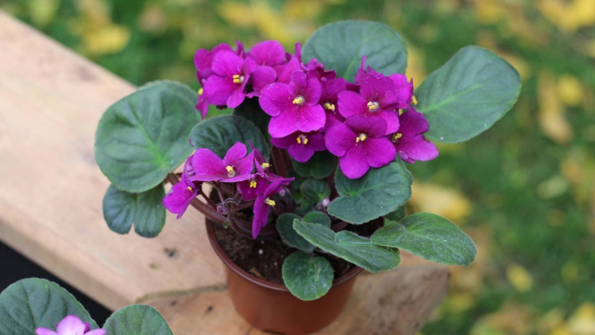 Lila African Violett Blumensamen zur Aussaat – Schnitt Blume beliebt – Traditionssorte & ohne Gentechnik Samen Hausgarten